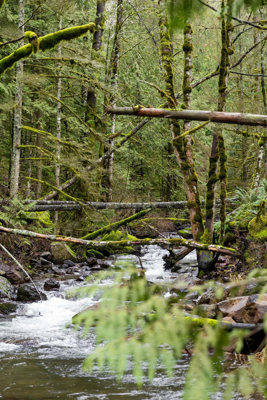 Sun casting through tree